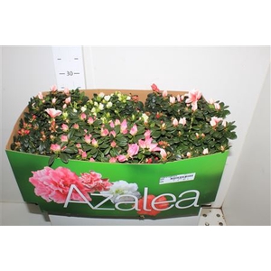 Rhodo Si Vogel Gem