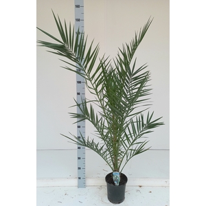 PHOENIX CANARIENSIS