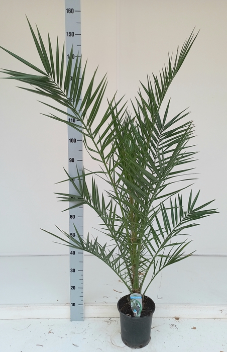 <h4>PHOENIX CANARIENSIS</h4>