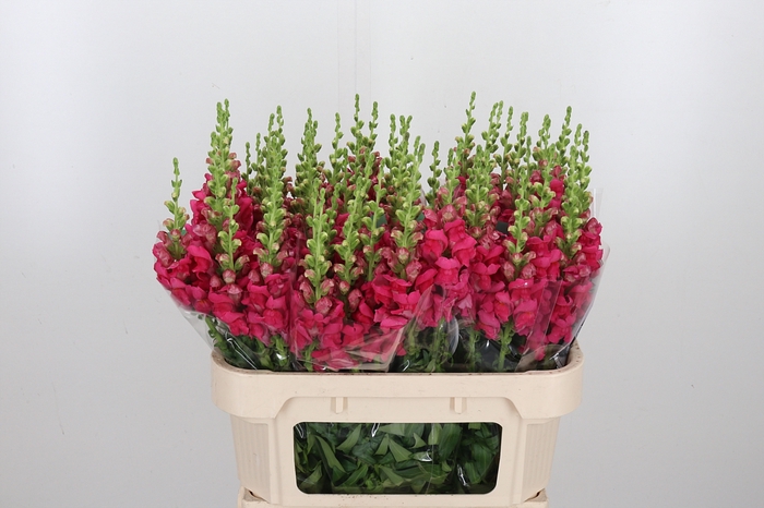 <h4>Antir Poto Cher Rose</h4>