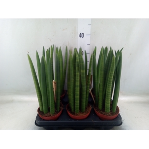 Sansevieria cyl.  ...