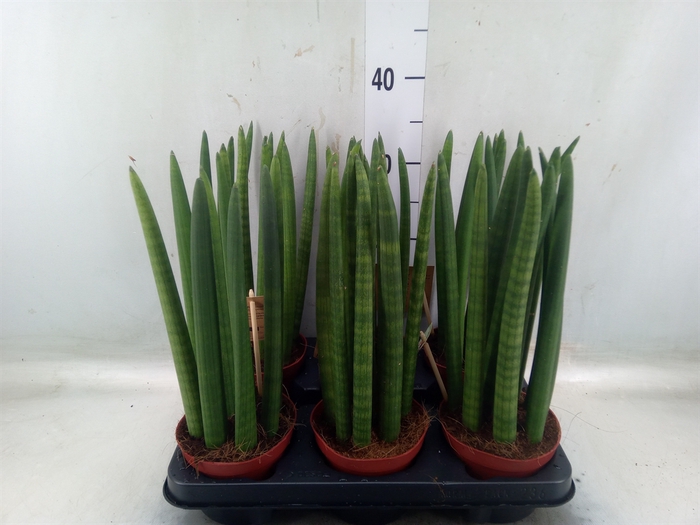 <h4>Sansevieria cyl.  ...</h4>