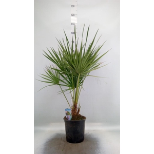 Chamaerops humilis