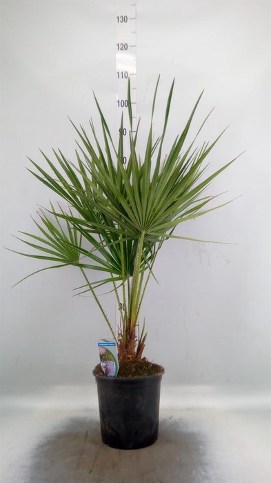<h4>Chamaerops humilis</h4>