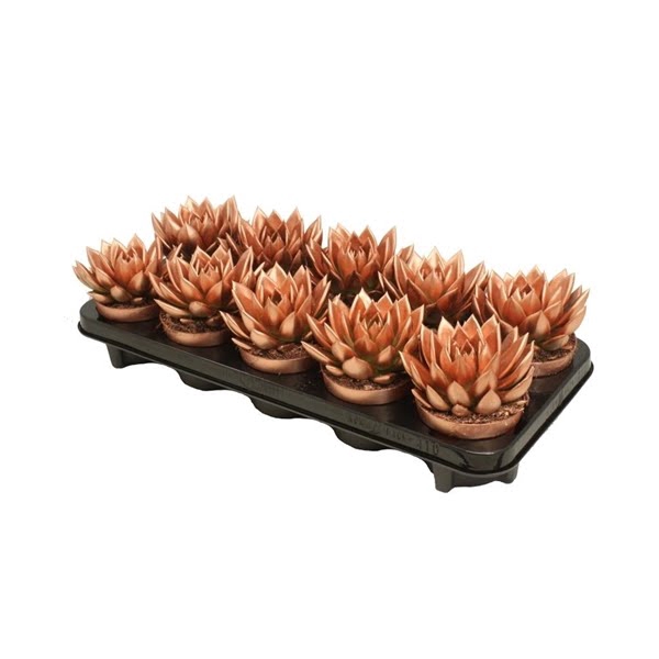 <h4>Echeveria coloured bronze</h4>