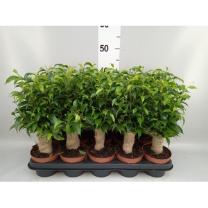 Ficus benja. 'Natasja'