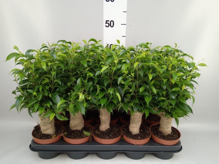 <h4>Ficus benja. 'Natasja'</h4>
