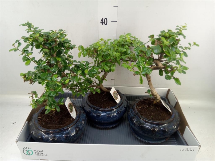 <h4>Bonsai ...mix</h4>