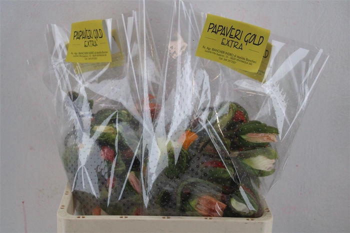 <h4>Papaver Mixed Extra P Stem</h4>