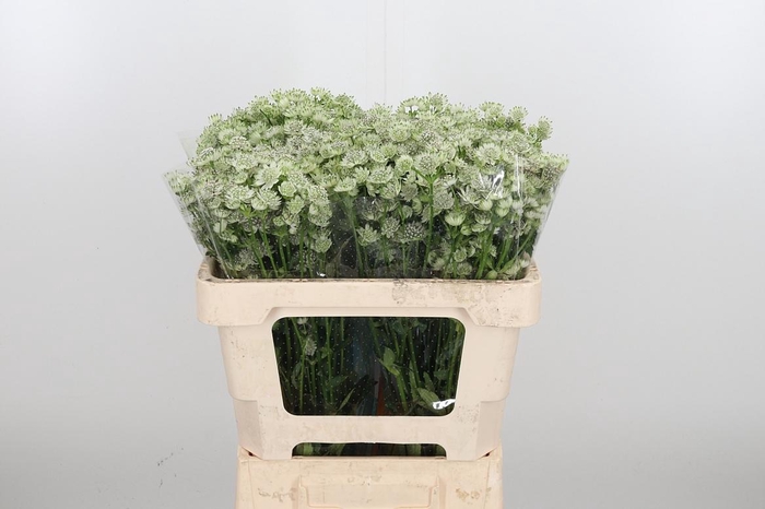 <h4>Astrantia Wit Billion Stars</h4>