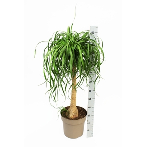 Beaucarnea Stamm T32,5