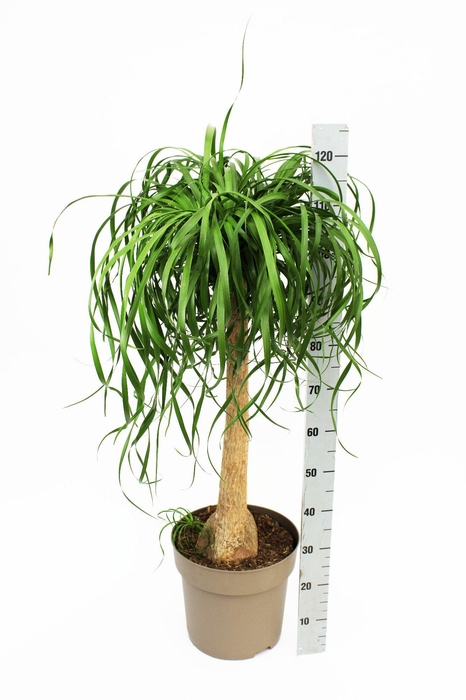 <h4>Beaucarnea Stamm T32,5</h4>
