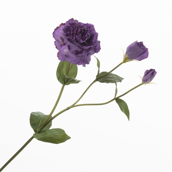 <h4>Lisianthus Purple FL440373PRP</h4>