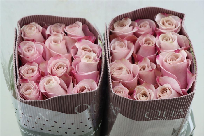 <h4>R Gr Secret Garden</h4>