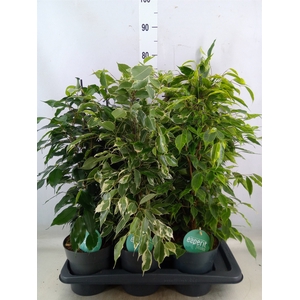 Ficus benja.   ...mix