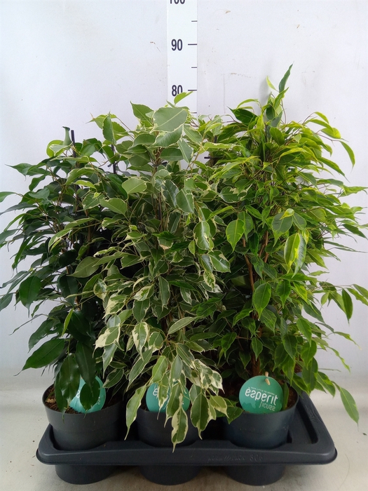 <h4>Ficus benja.   ...mix</h4>