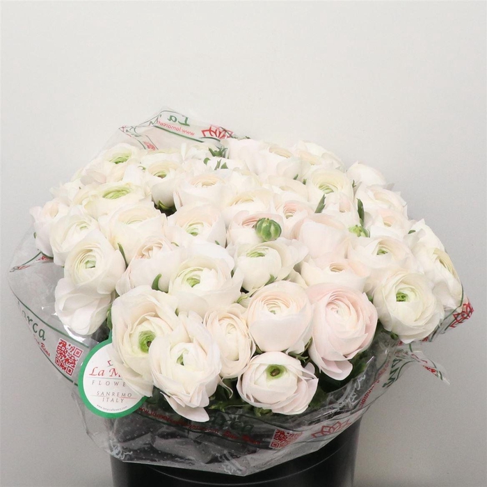 <h4>Ran Su Sr Creme Brulee Super</h4>