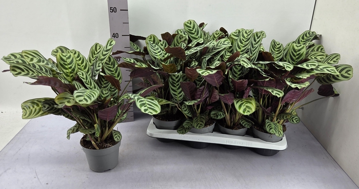 <h4>CTENANTHE BURLE-MARX</h4>