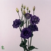 Lisianthus do rosita blue