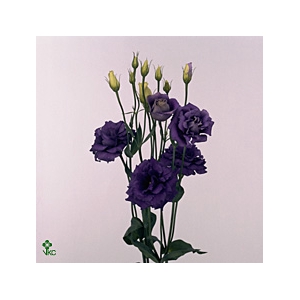 LISIANTHUS ROSITA BLUE 996
