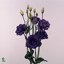 <h4>LISIANTHUS ROSITA BLUE 996</h4>