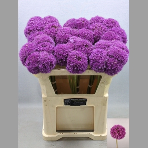 ALLIUM GIGANTEUM