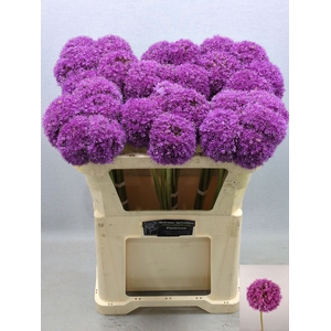 ALLIUM GIGANTEUM