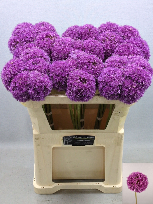 <h4>ALLIUM GIGANTEUM</h4>