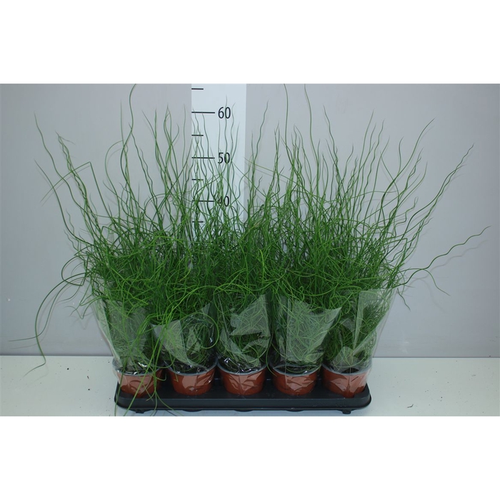<h4>Juncus Ef Spiralis</h4>