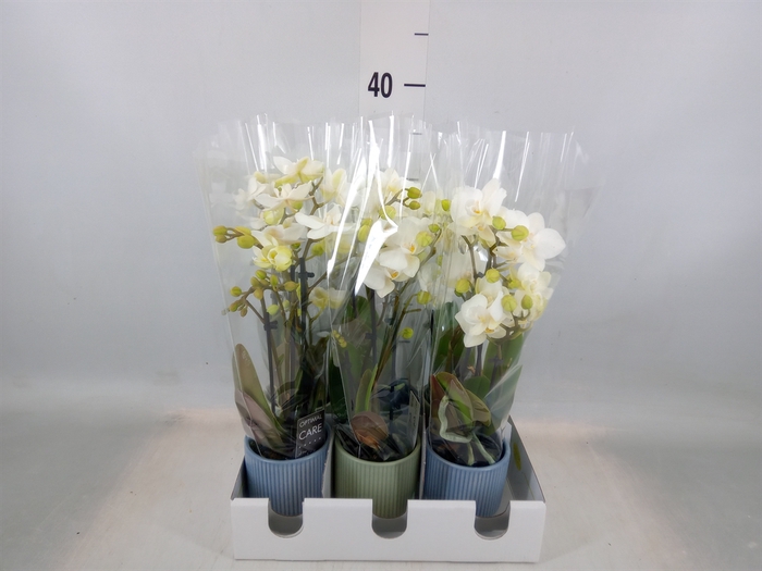 <h4>Phalaenopsis multi.   ...white</h4>