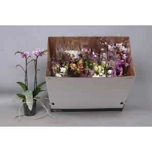 PHAL MF GEM 8 KL