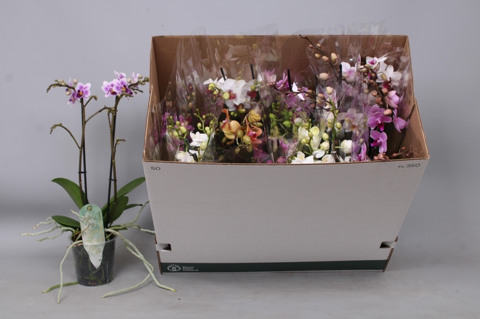 <h4>PHAL MF GEM 8 KL</h4>