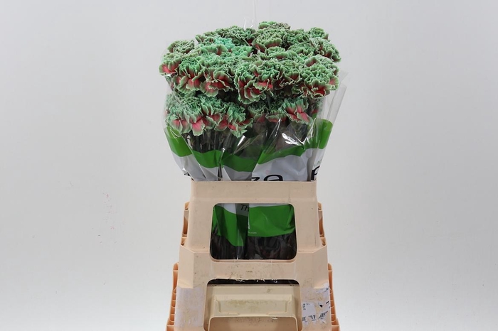 <h4>Di St Tinted Bubblicious</h4>