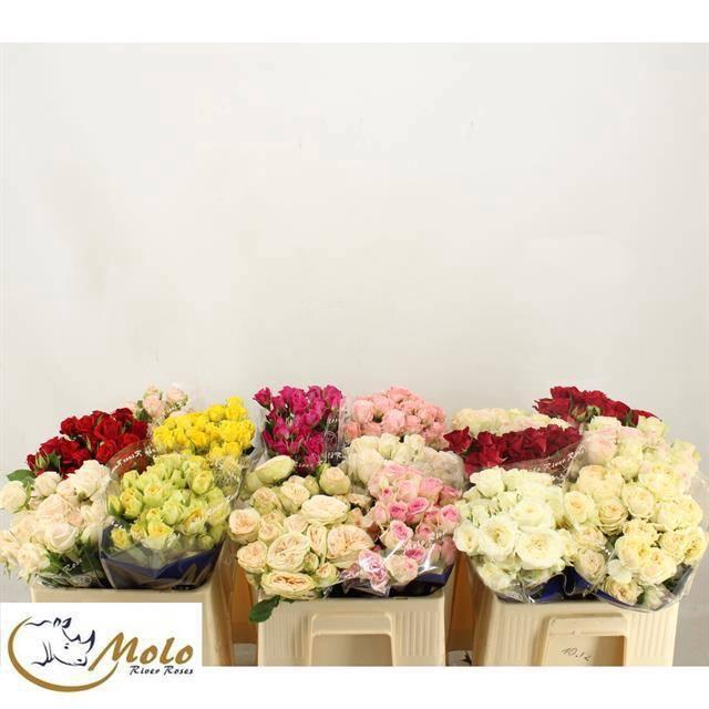 <h4>R TR GEM IN FUST</h4>