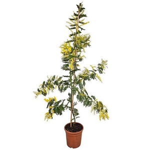 Acacia Mimosa Daelbata On Stick