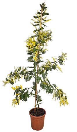 <h4>Acacia Mimosa Daelbata On Stick</h4>