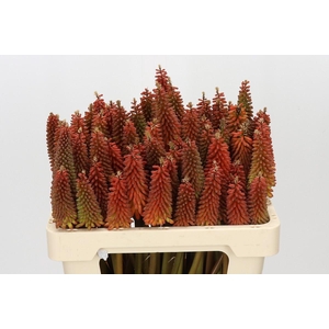 Kniphofia Alcazar