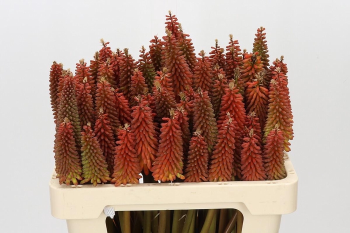 Kniphofia Alcazar