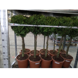 Thuja occid. 'Brabant'