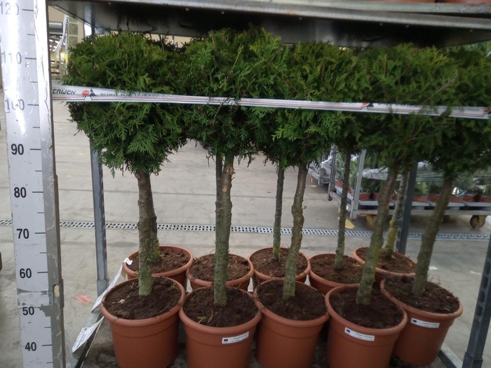 <h4>Thuja occid. 'Brabant'</h4>