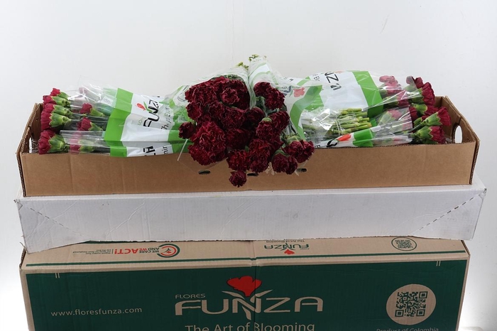 <h4>Di St Lucy Box</h4>