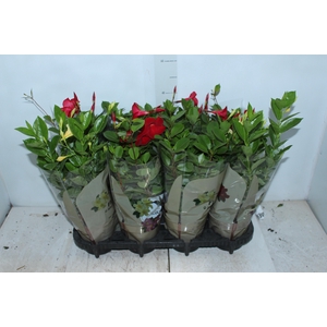 DIPLADENIA PICOLI P14 VARIADO