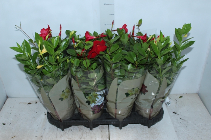 <h4>DIPLADENIA PICOLI P14 VARIADO</h4>
