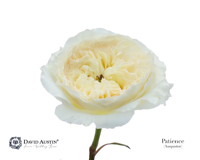 <h4>Rosa David Austin Patience</h4>