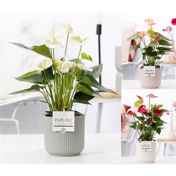 <h4>Anthurium mix in P&PURE Sophie cer. ass.3</h4>