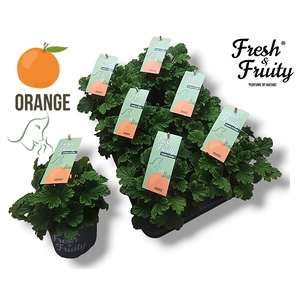 Pel. Fresh&Fruity® Orange Fresh