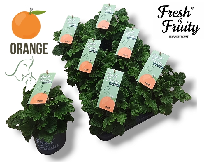 <h4>Pel. Fresh&Fruity® Orange Fresh</h4>