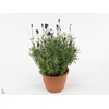 Lavandula angus. 'Essence Pure'