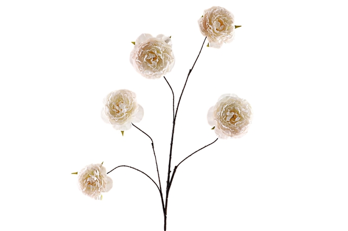 <h4>Cabbage Rosa Spray Beige</h4>