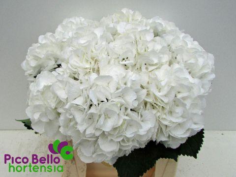 <h4>HYDR M SCHNEEBALL</h4>